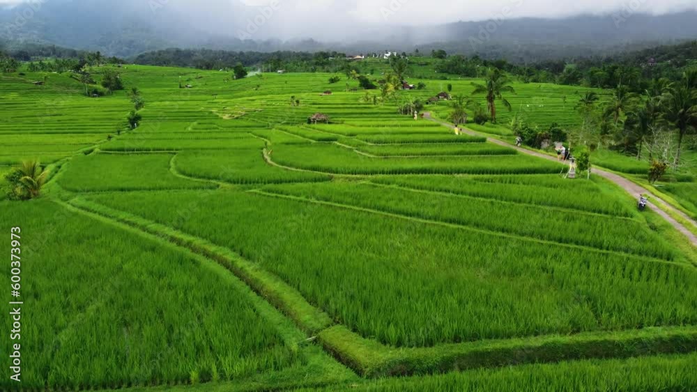 Aerial view of the Jatiluwih terraces ricefield at sunrise. Bali, Indonesia. Unesco world heritage. Aerial view of the Jatiluwih terraces ricefield at sunrise. Bali, Indonesia. Unesco world heritage.