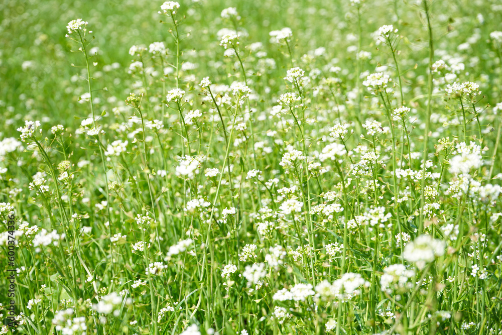 Fototapeta premium Wild spring flowers in sunlight. Close-up.