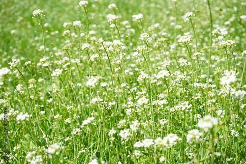 Wallpaper Mural Wild spring flowers in sunlight. Close-up. Torontodigital.ca