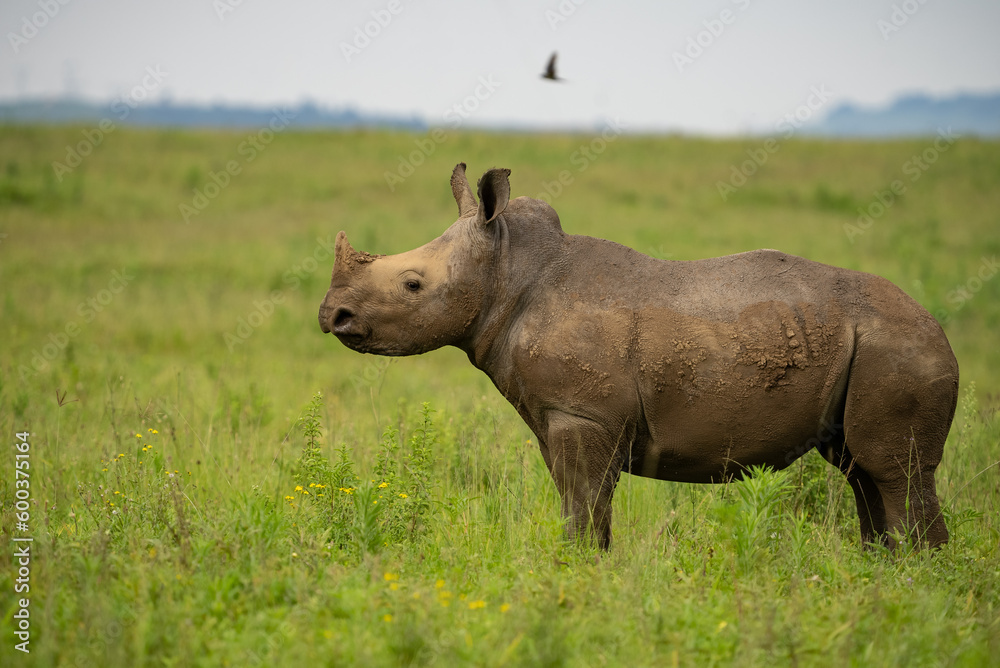 Fototapeta premium A black rhino standing alone in the grasslands of Kruger National Park.