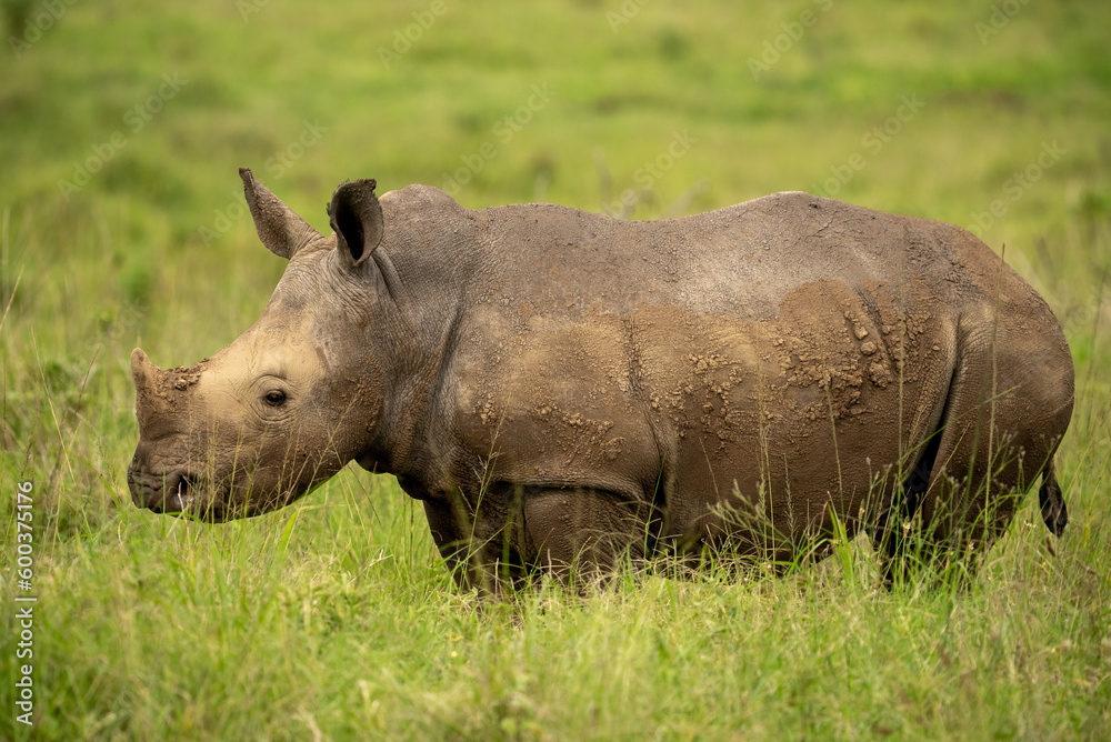 Medium shot of a muddy white rhino standing in long green grass. Medium shot of a muddy white rhino standing in long green grass.