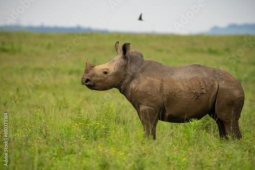 A black rhino standing alone in the grasslands of Kruger National Park.