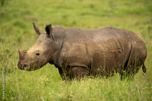 Medium shot of a muddy white rhino standing in long green grass.
