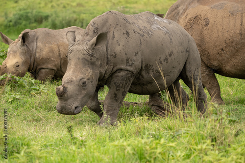 Close-up of a de-horned white rhino with two rhinos in the background.