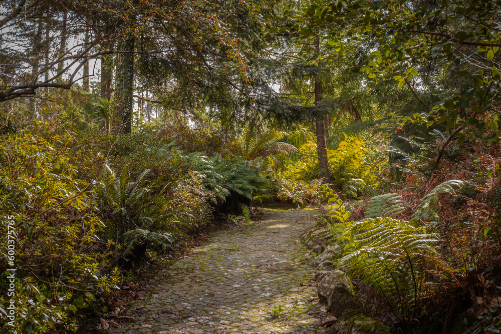 Beautiful pathways of the Pena natural park, Sintra, fairy tale green forest jungle, ferns Beautiful pathways of the Pena natural park, Sintra, fairy tale green forest jungle, ferns
