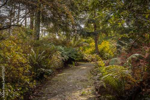 Beautiful pathways of the Pena natural park, Sintra, fairy tale green forest jungle, ferns