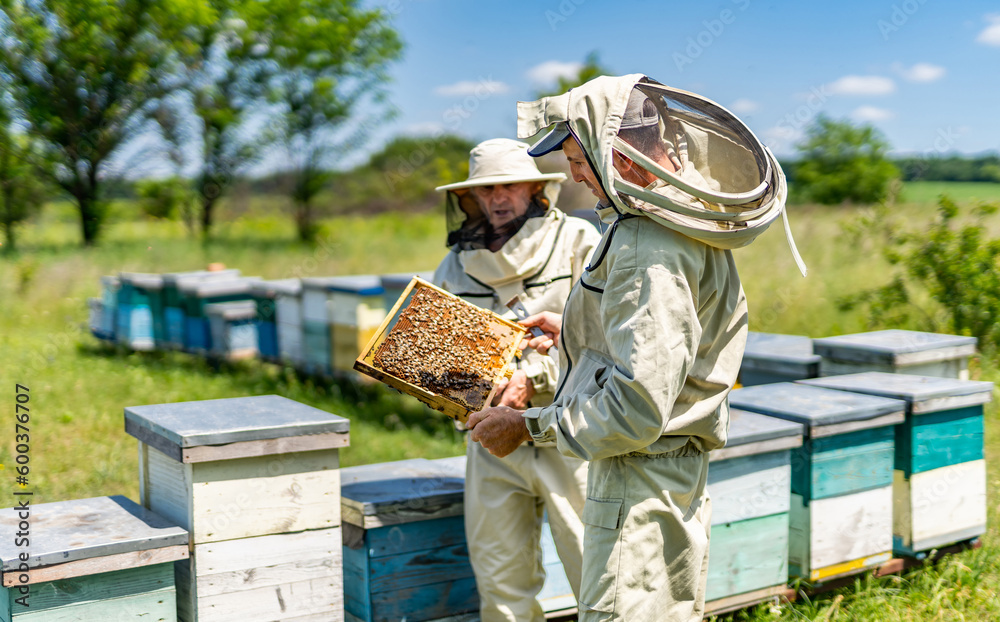 Male beekeeper taking out honey from beehive. Honey farming worker in apiary. Male beekeeper taking out honey from beehive. Honey farming worker in apiary.