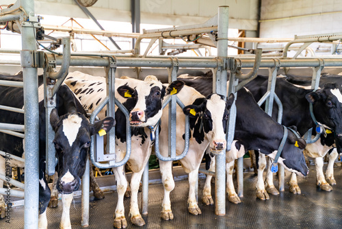 Rural cows in hangar. Milk farming building.