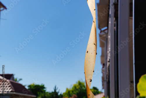 Fly adhesive tape is a convenient effective way to get rid of annoying insects