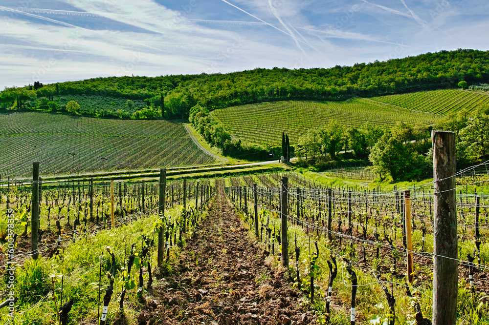vineyards in chianti