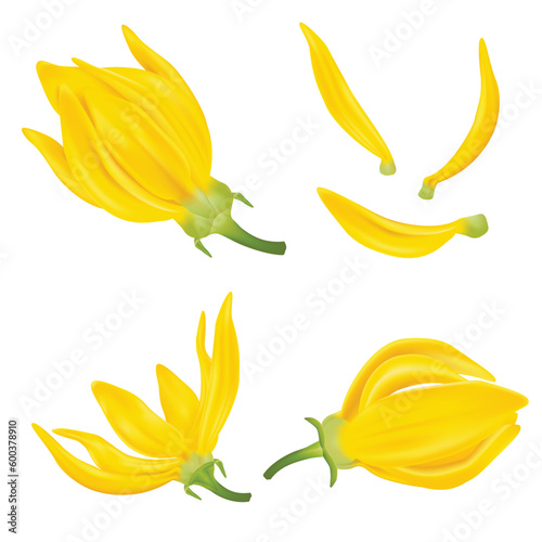 Ylang Ylang or Bhandari Flower. Realistic Elements for Labels of Cosmetic Skin Care Product Design. Vector Isolated Illustration photo