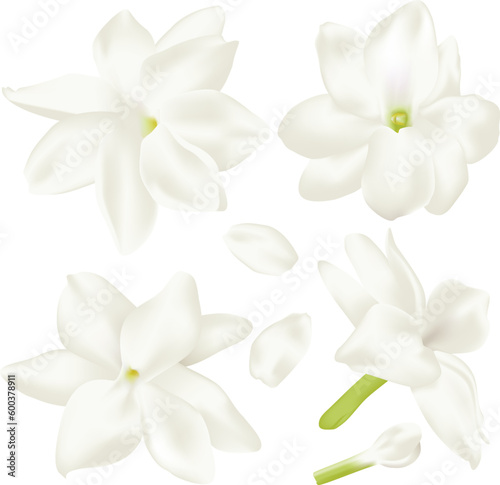 jasmine Flower. Perfect realistic vector illustration. Isolated on white background.