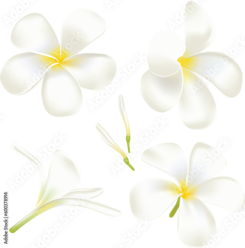 frangipani Flower. Perfect realistic vector illustration. Isolated on white background.