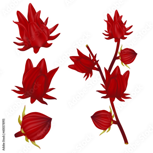 Set red roselle fruits. Perfect realistic vector illustration. Isolated on white background. photo