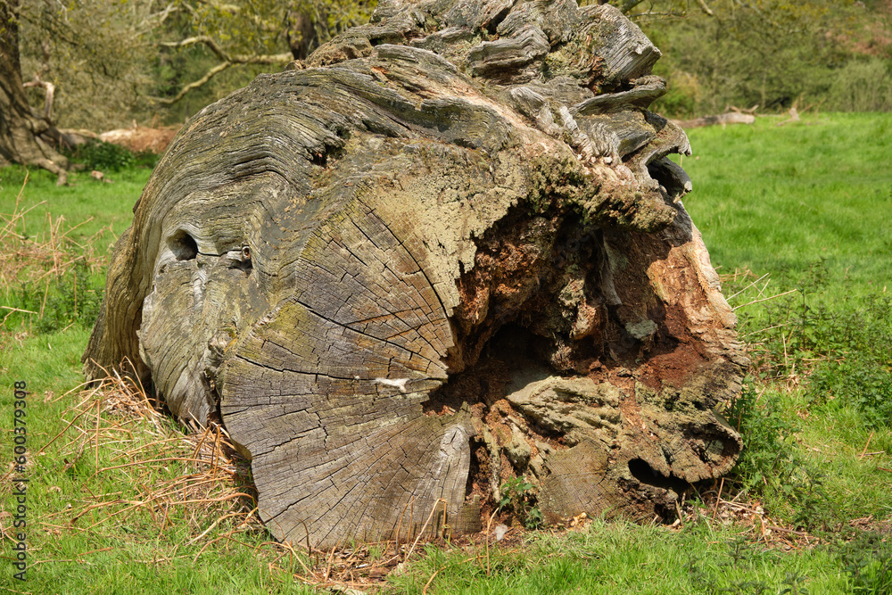 Old decomposing tree trunk image Old decomposing tree trunk image