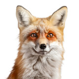 Red fox vulpes isolated on white. Generative Ai	