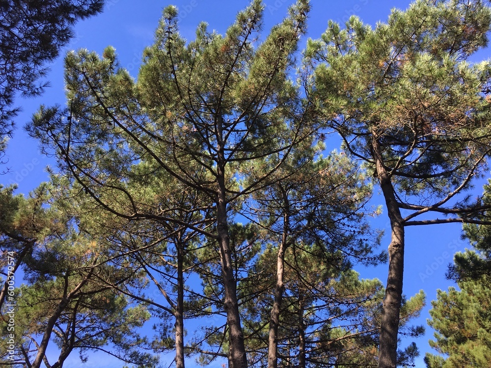 Obraz premium parmi les pins