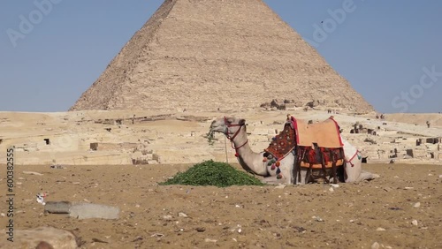 Video di un dromedario che mastica erba alla base della piramide di Cheope  photo