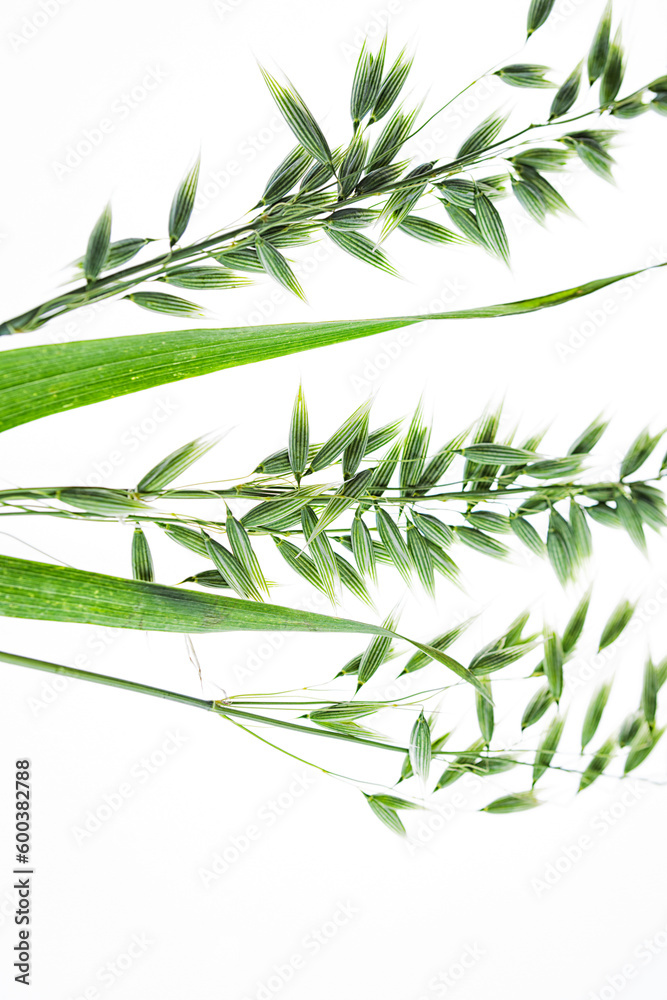 Fototapeta premium green oats on a white background, macro photography