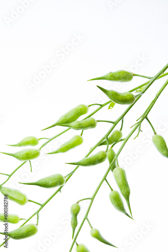 green beans in pods on a white background, legumes, macro photography