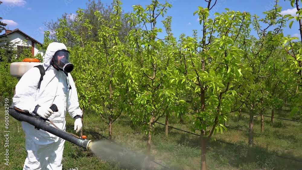 Pfd Spraying Farmer in Personal Protective Equipment Spraying Fruit Orchard With ...