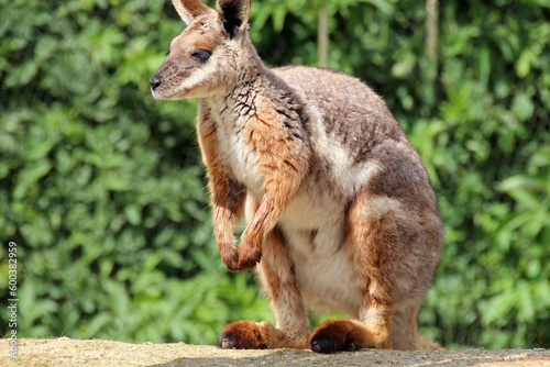 wallaby in a zoo in france 