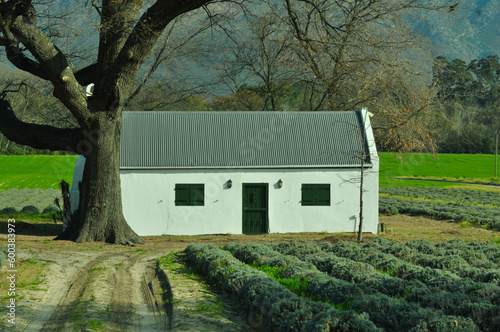 Farm cottage on lavender farm