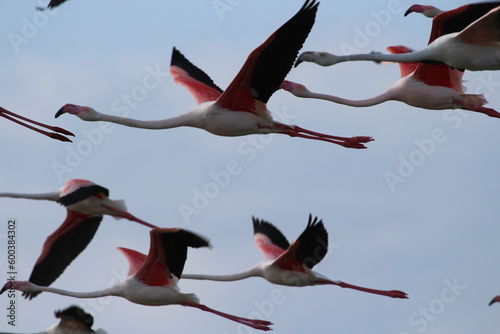 Flamingos photo