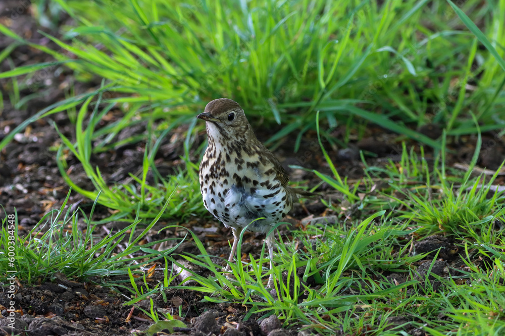 A beautiful animal portrait of a songbird in the forest during the summer months A beautiful animal portrait of a songbird in the forest during the summer months