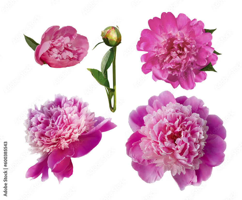 pink peony flower isolated/ set