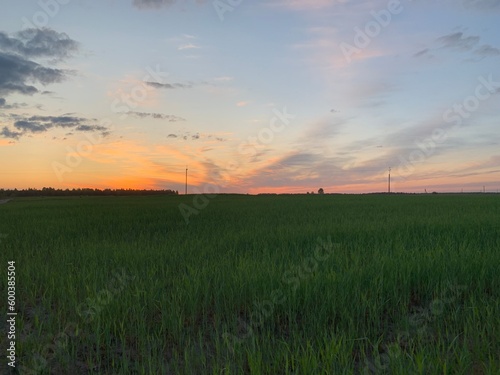 sunset in the field