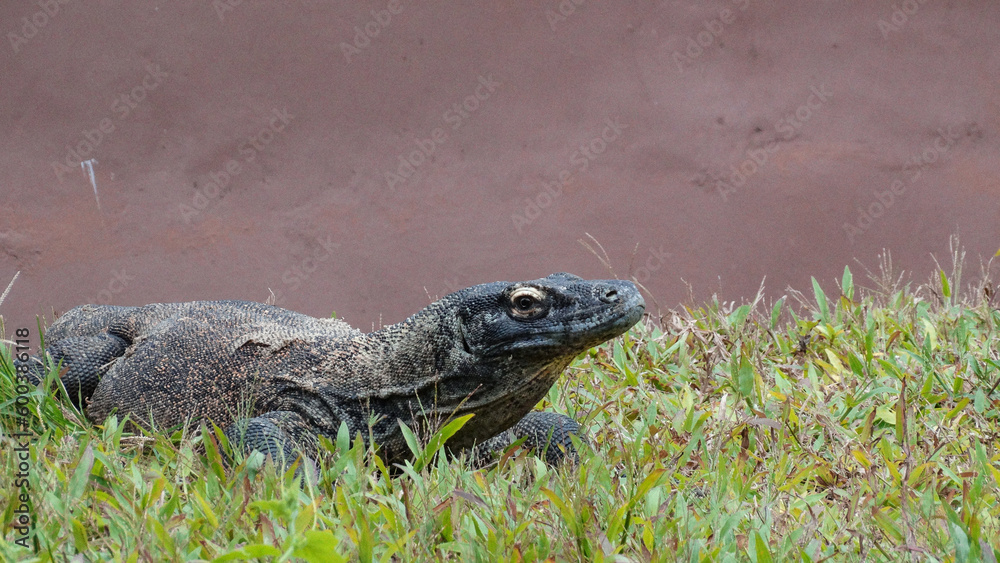 Komodo Dragon Chilling on Grass Komodo Dragon Chilling on Grass
