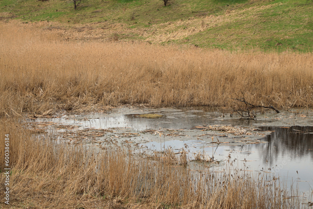 Dry reeds in the swamp