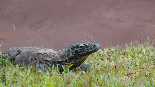 Komodo Dragon Chilling on Grass