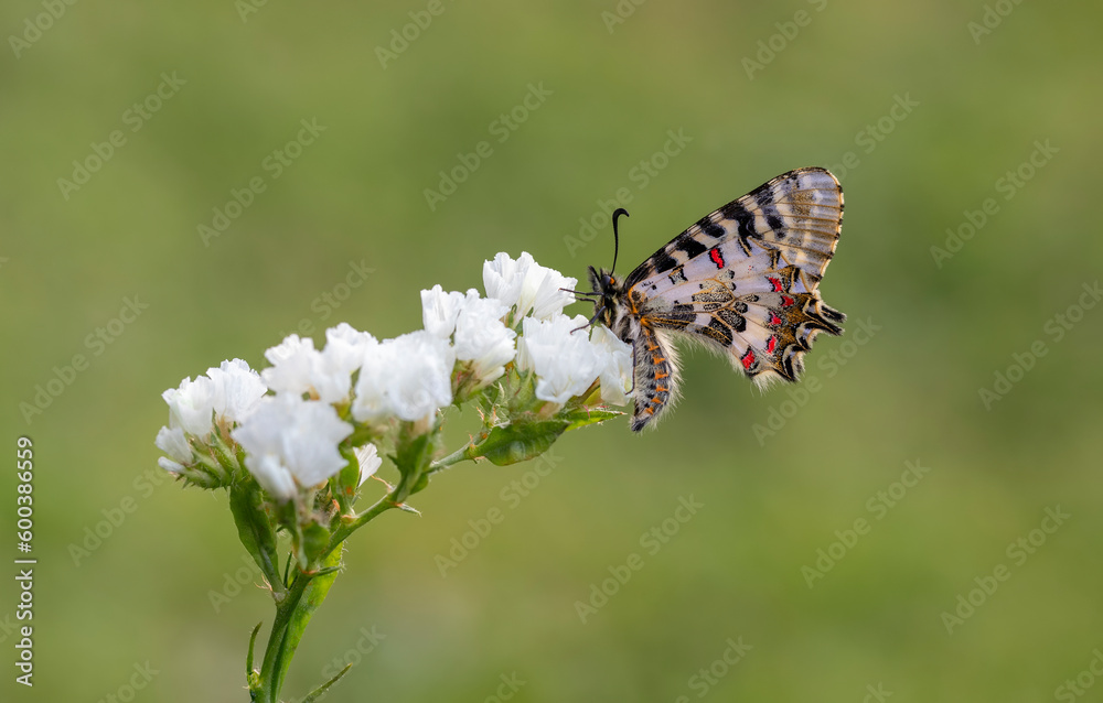 Forest Scalloped butterfly (Zerynthia cerisyi) on a plant Forest Scalloped butterfly (Zerynthia cerisyi) on a plant