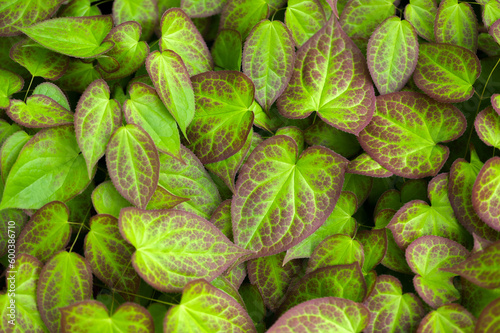 Green leaves texture background. Natural wallpaper. Macro with soft focus closeup. Copy space. Spring floral greeting card template. Delicate delightful romantic artistic toned image