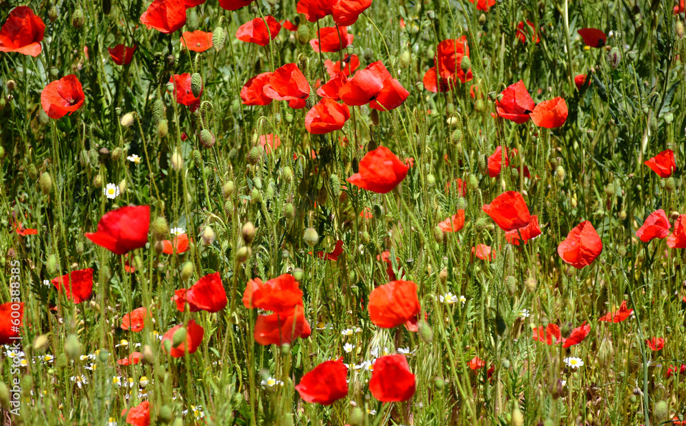 red wild poppies and yellow and white daisies. soft blurred green meadow and grass. bright spring light. beauty in nature. fresh colorful nature background. copy space.
