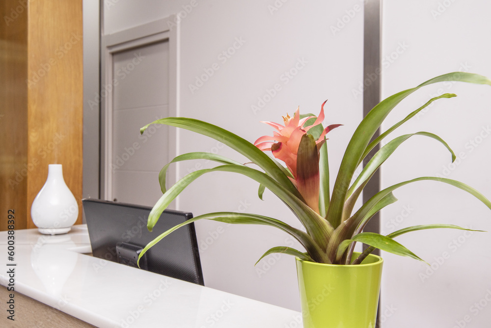 Bromeliad is a tropical American genus of plants in the family Bromeliaceae, although plants of other genera Bromeliad is a tropical American genus of plants in the family Bromeliaceae, although plants of other genera