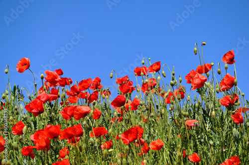 beautiful bright red puppy field. many blooming red poppies. abstract closeup view of rural field with blue sky background. spring and freshness concept. meadow and wild flowers. nature and outdoors