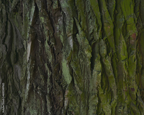 old tree bark texture (ID: 600389165)