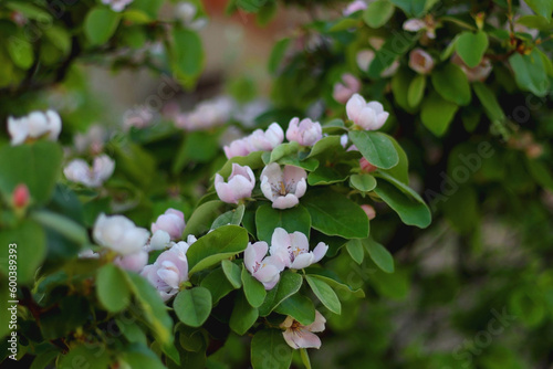 Pink blossoms on quince tree. Selective focus.