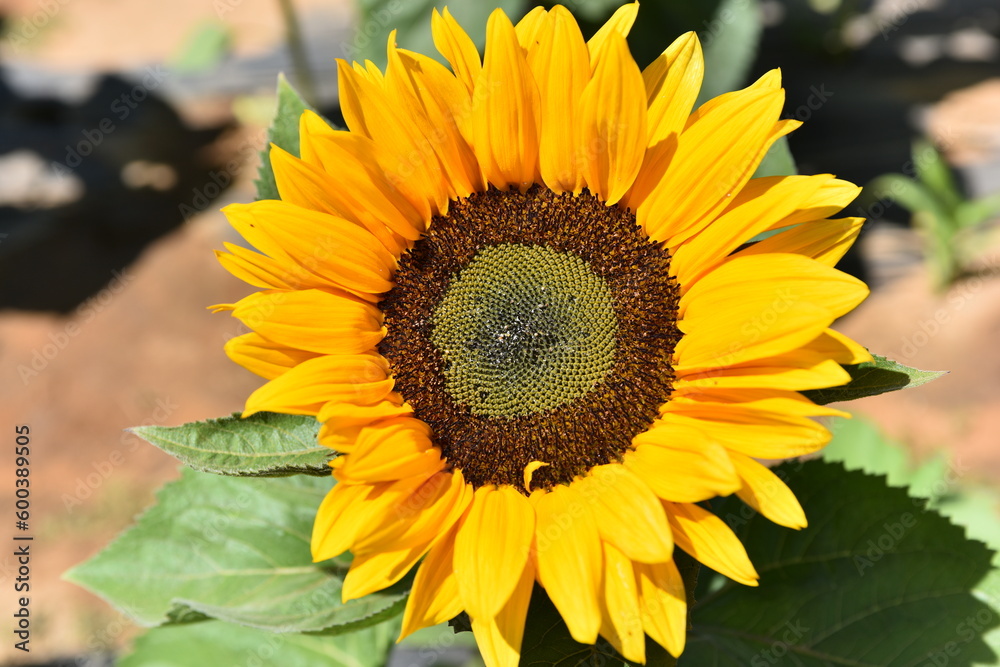 Sunflower in a field Sunflower in a field