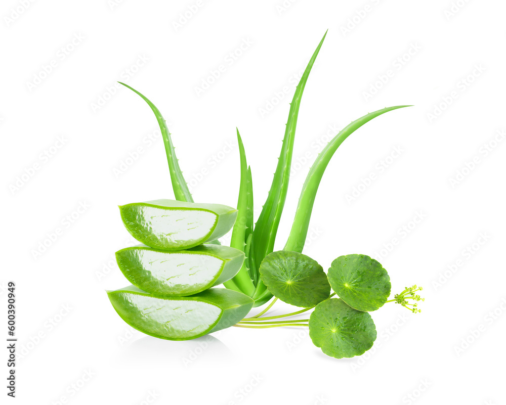 Aloe vera with slice isolated on white background, herb and medical