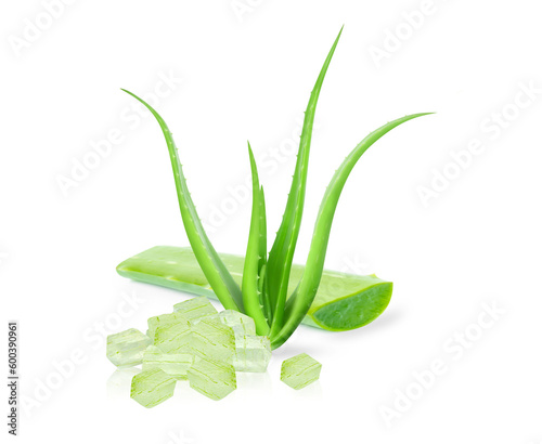 Aloe vera leaves plant isolated on white background, herb and medical concept