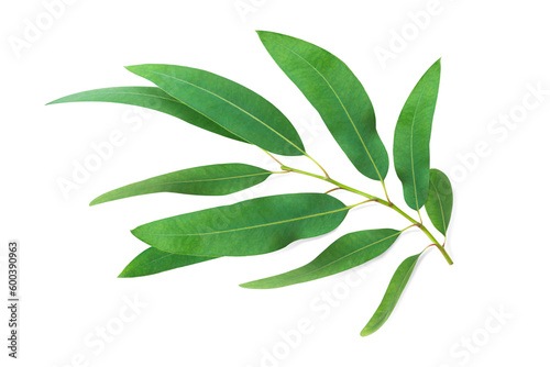  Branch and leaves eucalyptus on white background