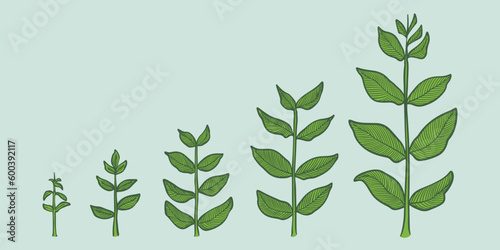 Plant growth stages vector....