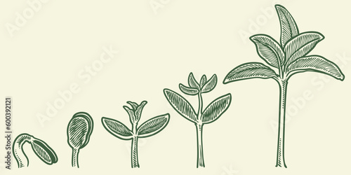 Plant growth stages vector. hand drawing engraving style illustration, isolated on white background