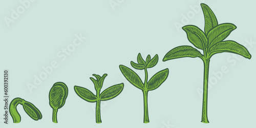 Plant growth stages vector. hand drawing engraving style illustration, isolated on white background