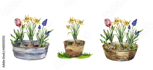 Fototapeta Naklejka Na Ścianę i Meble -  Gardening floral illustration blooming flowers can basket pot
