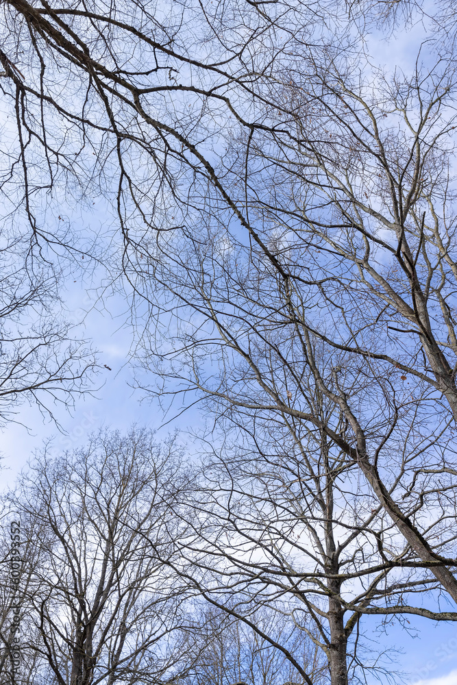 Tall deciduous trees in early spring without foliage Tall deciduous trees in early spring without foliage